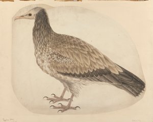 Egyptische gier door Charles Collins