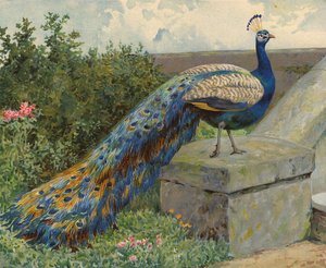 Pauw door Charles Collins