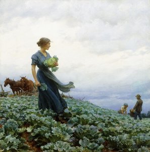 Het Koolveld