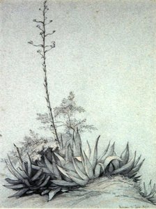 Bloeiende Yucca door Charles Damour