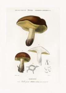 Paddestoel (Boletus circinans) door Charles Dessalines D