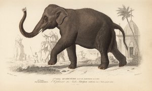 Indische olifant, uit 