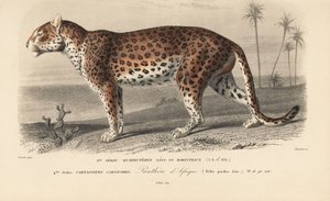 Luipaard, uit 