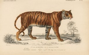 Koninklijke tijger, uit 