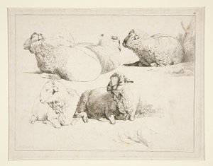 Schapen in de Weide