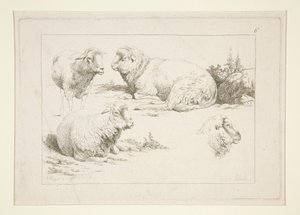 Studie van Schapen