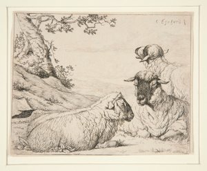 Drie schapen