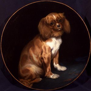 Een King Charles Spaniel