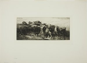 Koeien drinken uit de rivier