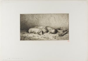 Vier slapende varkens