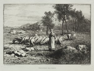 Kudde Varkens