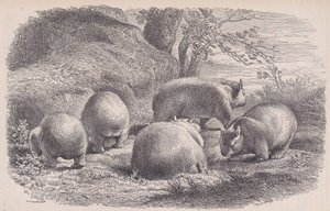 De wombat, uit Le Magasin Pittoresque door Charles Emile Jacque
