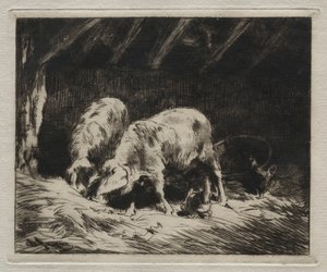 Twee Varkens