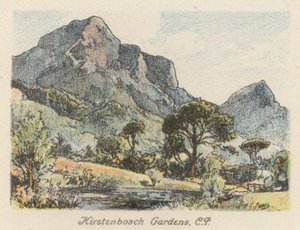 Zuid-Afrika: Kirstenbosch-tuinen, CP