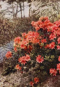Een Struik van Winterharde Azalea