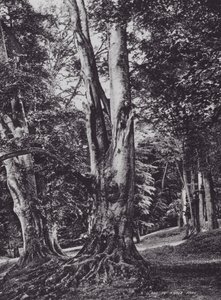 Een open plek in Knole Park door Charles Essenhigh Corke