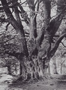 Koning Beuk, Knole Park door Charles Essenhigh Corke