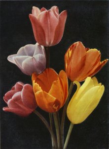 Mei Bloeiende Tulpen door Charles Essenhigh Corke