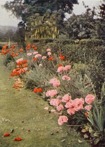 Oosterse papavers