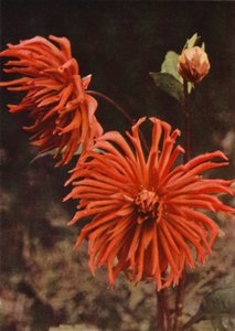 De Cactus Dahlia "Brisbane" door Charles Essenhigh Corke
