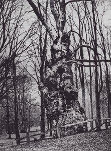 De oude eik, Knole Park (zwart-wit foto) door Charles Essenhigh Corke