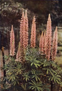 De Roze Lupine