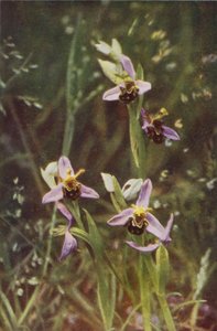 Wilde bloemen: Bijenorchis