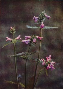 Wilde bloemen: Betonie door Charles Essenhigh Corke