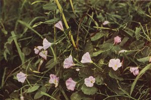 Wilde bloemen: Haagwinde