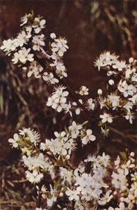 Wilde bloemen: Sleedoorn door Charles Essenhigh Corke