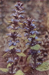 Wilde bloemen: Bugle door Charles Essenhigh Corke