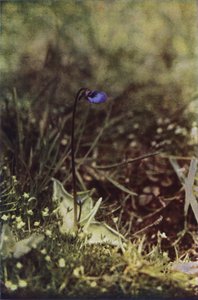Wilde bloemen: Vetblad