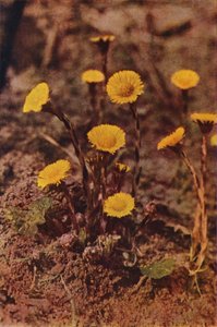 Wilde bloemen: Klein Hoefblad door Charles Essenhigh Corke