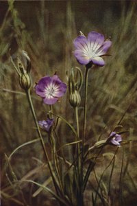 Wilde bloemen: Korenbloem