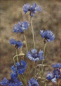 Wilde bloemen: Korenbloem