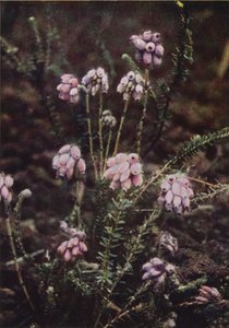 Wilde bloemen: Gewone Dophei