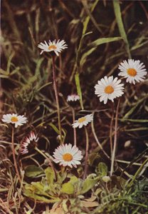 Wilde bloemen: Madeliefje door Charles Essenhigh Corke