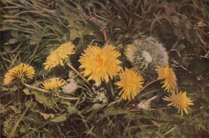 Wilde bloemen: Paardenbloem door Charles Essenhigh Corke