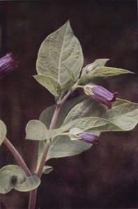 Wilde bloemen: Wolfskers door Charles Essenhigh Corke