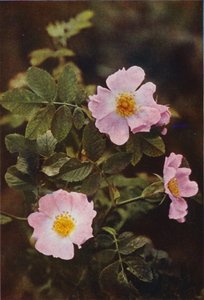 Wilde bloemen: Hondsroos
