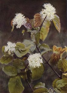 Wilde bloemen: Kornoelje