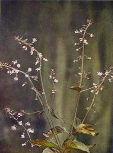 Wilde bloemen: Toverhazelaar