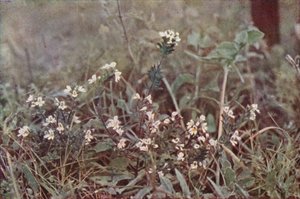 Wilde bloemen: Ogentroost