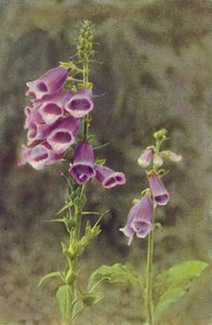 Wilde bloemen: Vingerhoedskruid door Charles Essenhigh Corke