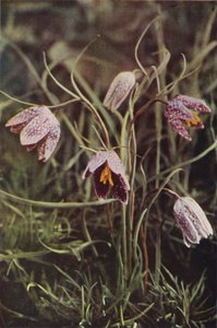 Wilde bloemen: Kievitsbloem door Charles Essenhigh Corke