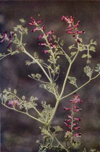 Wilde bloemen: Duivenkervel