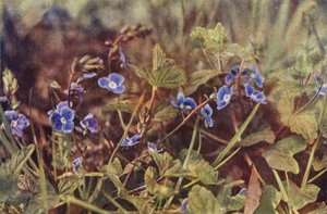 Wilde bloemen: Ereprijs