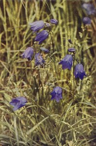 Wilde bloemen: Grasklokje