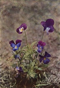 Wilde bloemen: Driekleurig Viooltje