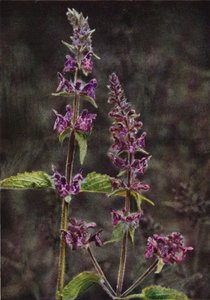 Wilde bloemen: Echte Andoorn